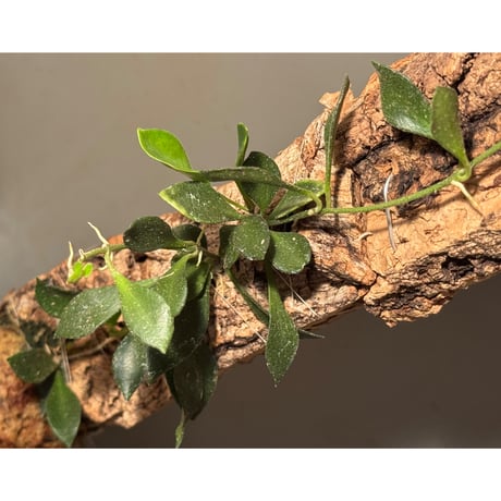 Hoya sp. from Mamasa West Sulawesi 伊藤蟻植物農園