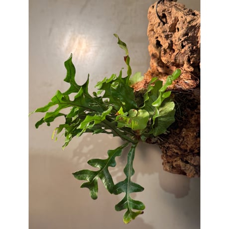 Drynaria bonii 'Dwarf'