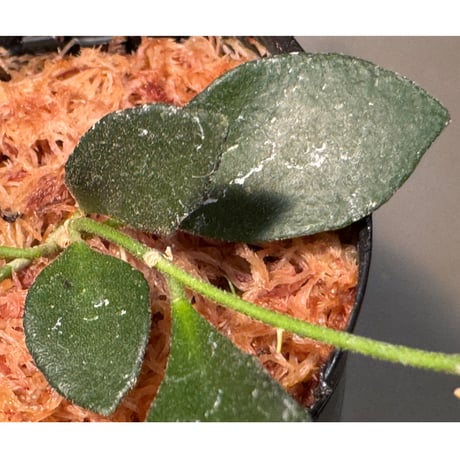 Hoya sp. from Mamasa West Sulawesi 伊藤蟻植物農園