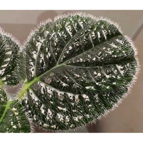 Pilea sp. from Choco Colombia [tanakay]