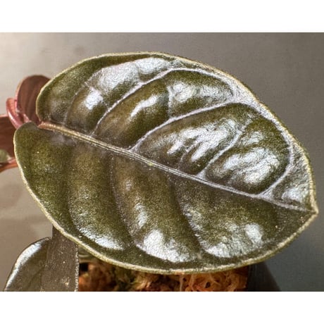 Ardisia sp. from Kalimantan