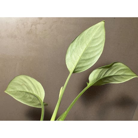 Schismatoglottis sp. Seruyan Hulu Kalimantan Tengah [PB0925-1]