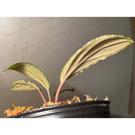 Homalomena "Euc×PN" [LA-hyb.23-39]