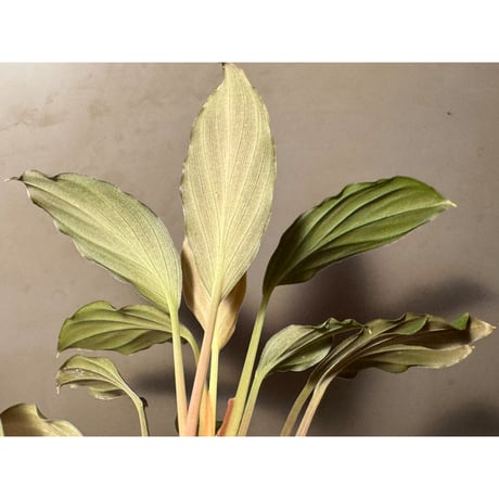 Homalomena sp. from Jawa Barat