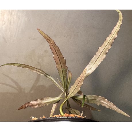 Labisia sp. "Star light"