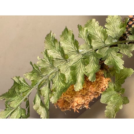 Crepidomanes sp. (auriculatum?) from Fansipan, Lao Cai Vietnam