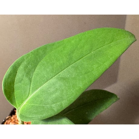 Anadendrum sp. Seruyan Hulu Kalimantan Tengah [PB0925-1]