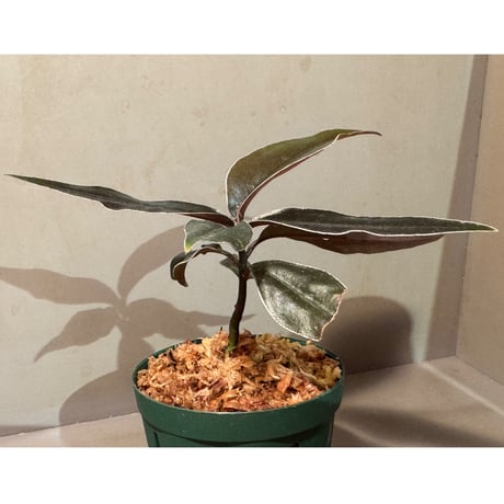 Labisia sp. "Muara wahau" Black Kal-timur [TB]