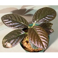 Ardisia sp. from South Thailand