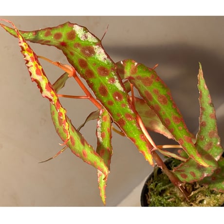 Begonia amphioxus from Borneo