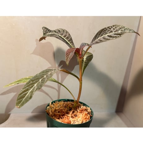 Hoffmannia ghiesbreghtii