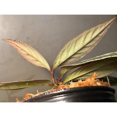 Ardisia sp. from Bukittinggi