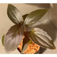 Homalomena sp. "Black Sapphire" from Kepulauan riau