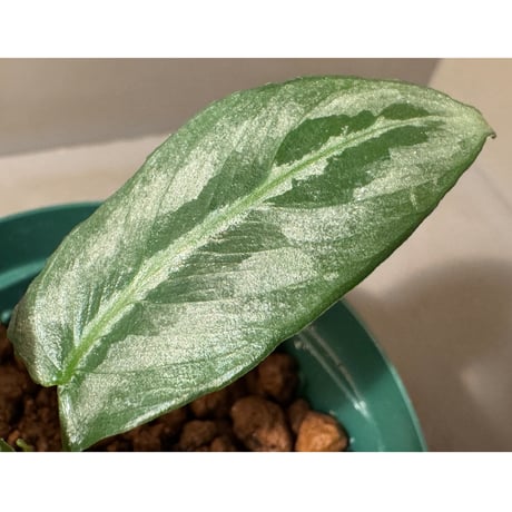 Schismatoglottis sp. from Chaina [カミハタ]