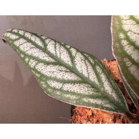 Ardisia sp. from Bukittinggi