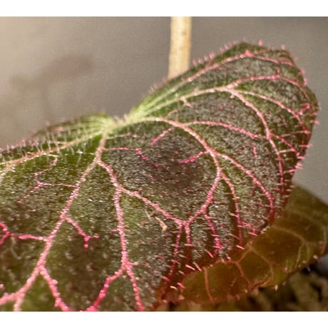 Begonia fulgurata