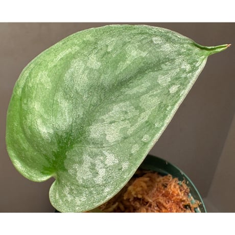 Scindapsus pictus "Nanga pinoh" Melawi Kalimantan barat [TB1606]
