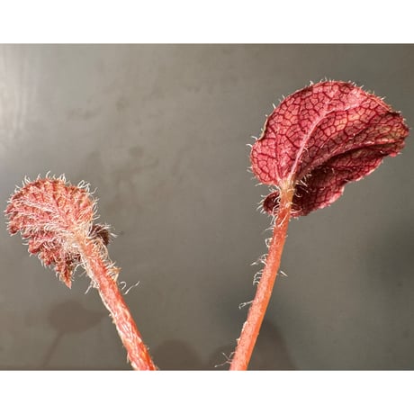 Begonia sp. from Cao Bang [YH251019] TK