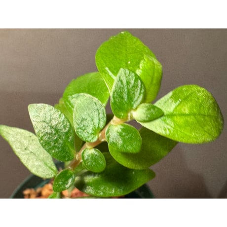 Pilea sp. from Choco Colombia [tanakay]