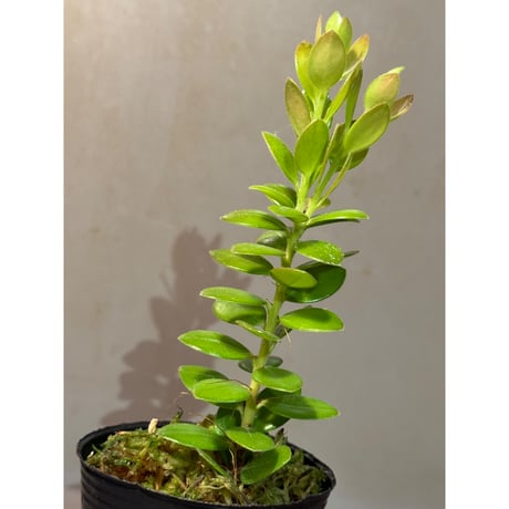 Plutarchia portillae [ECUAGENERA] ①