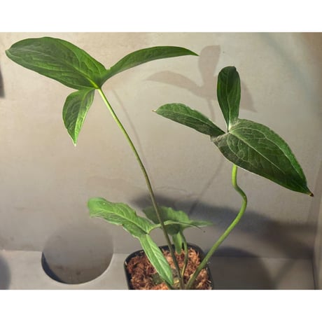 Lasia spinosa