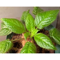 Codonoboea sp. "Shocker" Kalimantan barat [AZ1122-4]
