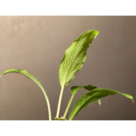 Homalomena sp. from West Papua