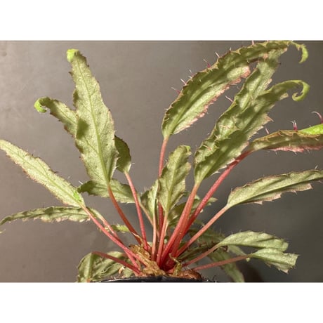 Begonia ambodiforahensis from Madagascar [LA0022-05z]