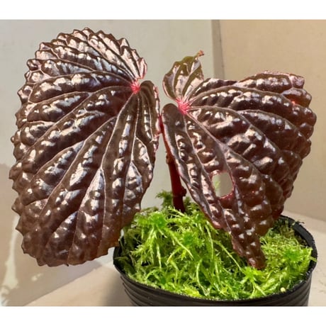 Begonia sp. from North Sumatera