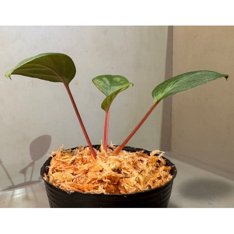 Homalomena sp. from Tawau [TK071116-1] ①