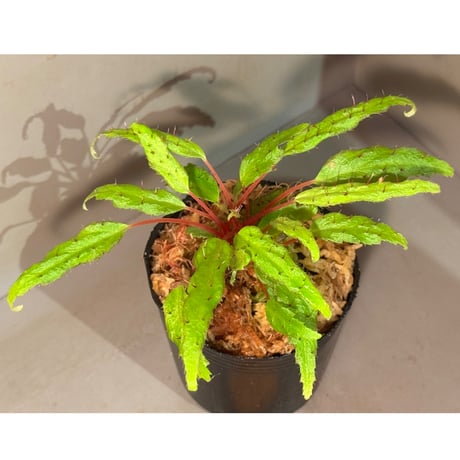 Begonia ambodiforahensis from Madagascar [LA0022-05z]