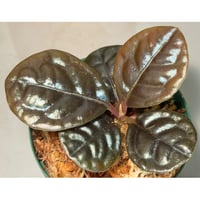 Ardisia sp. from Kayulapis [TB]