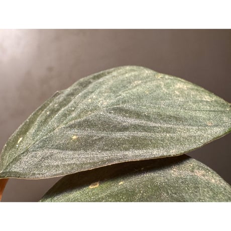 (黒葉) Homalomena sp. from Indragiri Hulu Riau Sumatera