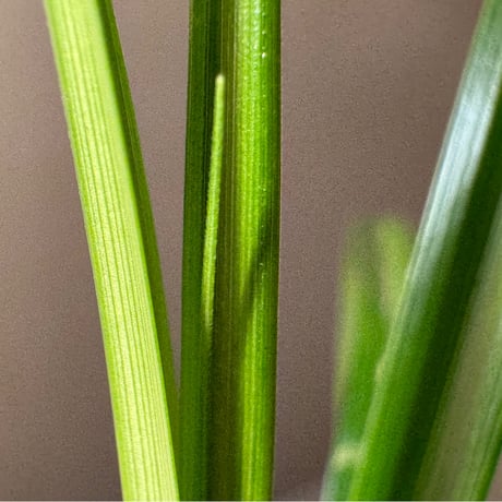 Cyperus sp. from Baratang Island Andaman