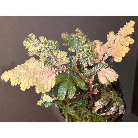 Selaginella willdenowii "variegata"