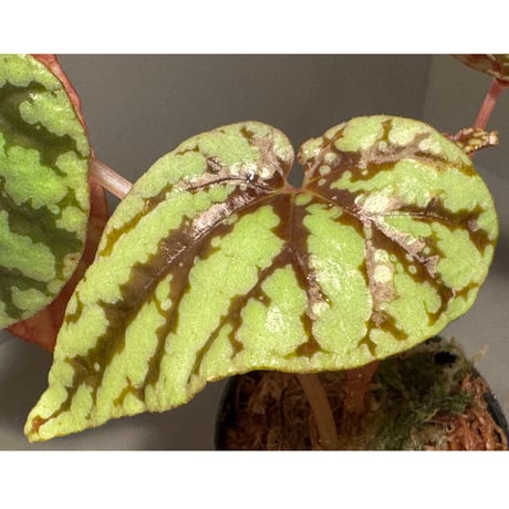 Begonia Variabilis [TK260915]