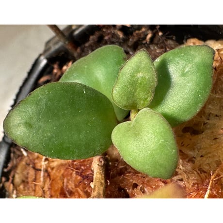 Codonanthe uleana from Moyobamba San Martin Peru