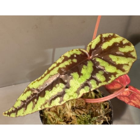 Begonia Variabilis [TK260915]