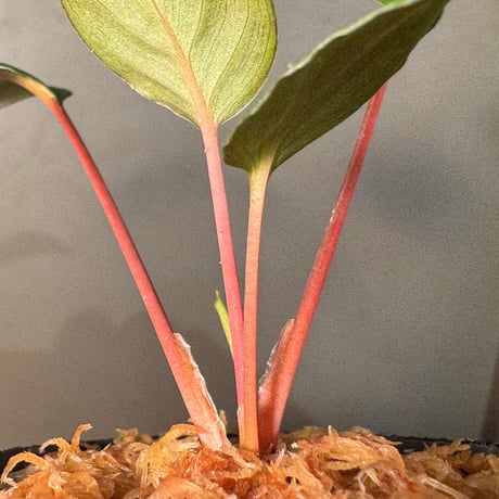Homalomena sp. from Tawau [TK071116-1] ②