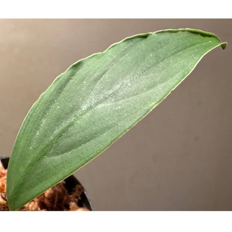 Kiewia perakensis from Pahang Malaysia [PB0426-1]