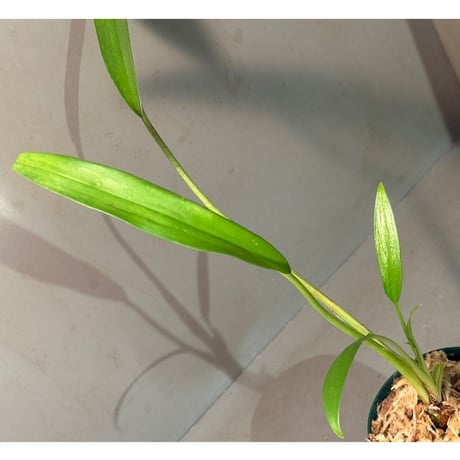 Homalomena sp. 'Narrow' from Timika Papua Tengah