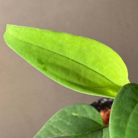 Anadendrum sp. Seruyan Hulu Kalimantan Tengah [PB0925-1]