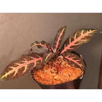 Aphelandra maculata from Madre de Dios [LA1017-02]