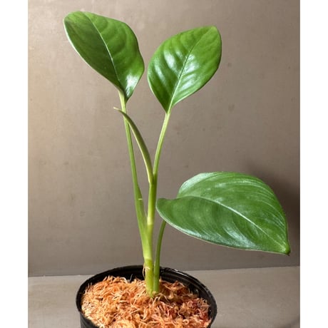 Schismatoglottis sp. Seruyan Hulu Kalimantan Tengah [PB0925-1]