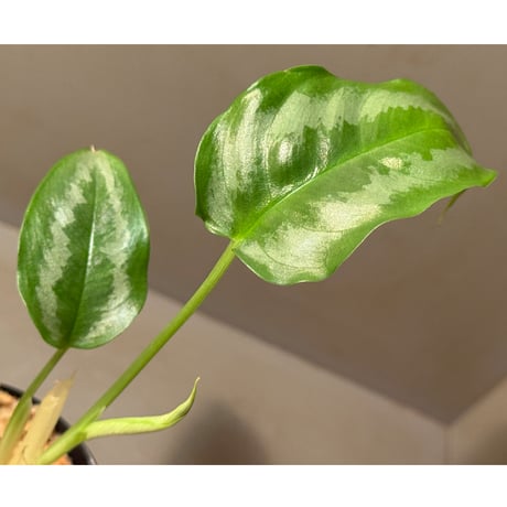 Schismatoglottis sp. from Hulu Langat Malaysia [PB0226-2]