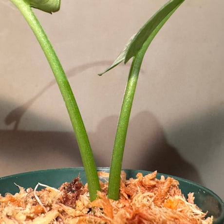 Schismatoglottis sp. from Chaina [カミハタ]