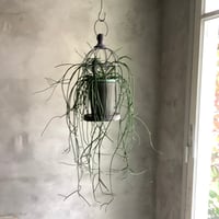 Bird cage Rhipsalis Puniceodiscus (バードケージ入りリプサリス”プニセオディスカス”)