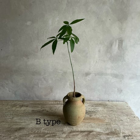 Pachira  mini with Tunisia pot/"2"Type (チュニジアポットシリーズ・パキラ ミニ A/B 2タイプ)