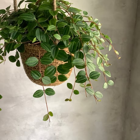 Peperomia angulata with Jute Hanging planter cover (ジュートハンギングカバー付きペペロミア アングラータ)