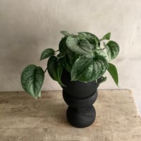 Schindapsus picts”Trebie" スキンダプサストレビー with Black Potcover＆Woodstool (ブラック ウッドポット＆スタンドつき)